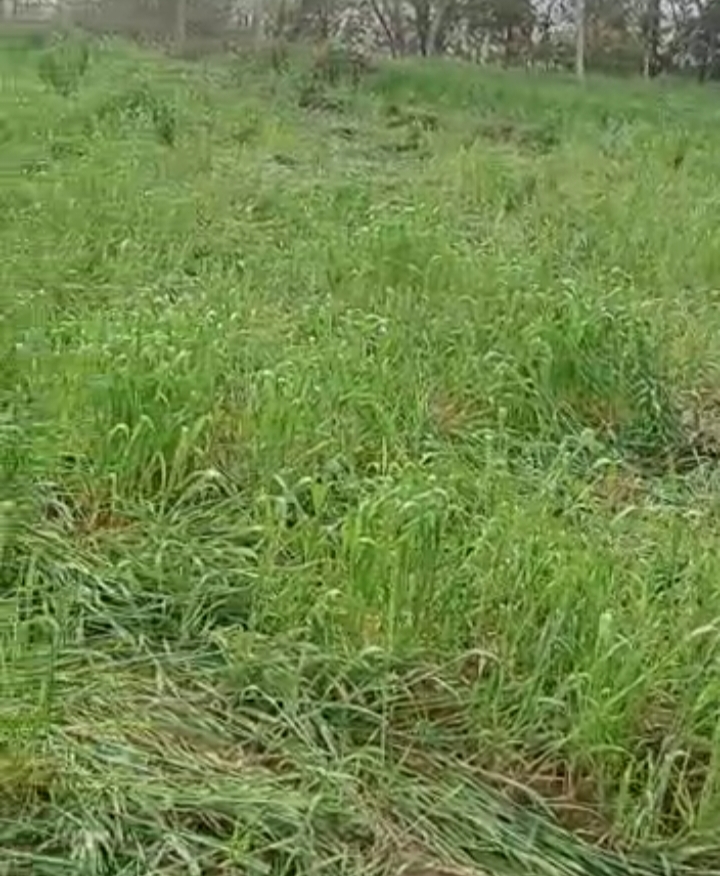 पांवटा साहिब में हाथियों ने मचाया तांडव