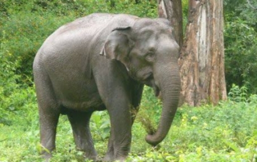 अब पांवटा हाथी के खतरे से होगा मुक्त : 87 लाख का प्रोजेक्ट एलिफेंट तैयार