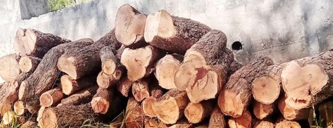 वन विभाग पर सवालिया निशान: आंज भोज में अवैध खैर की लकड़ी का जखीरा पकड़ा :  बीजेपी नेता संलिप्त