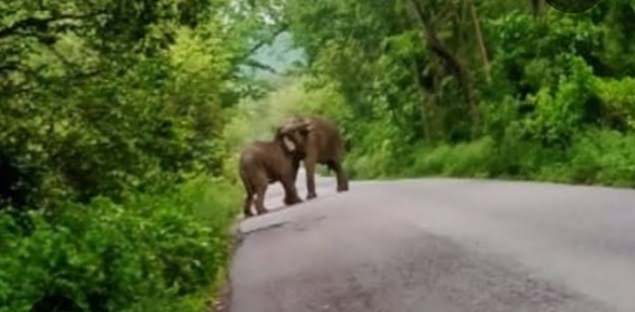 जंगली हाथी का आतंक: माजरा के जंगल में शिलाई के युवक पर हमला, मौत