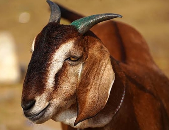 बकरीद पर बकरे की बलि देने जा रहे थे; अचानक हो गया बकरा गायब , नहीं मिला