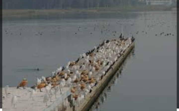 पांवटा में अवैध खनन पर हाईकोर्ट सख्त ; क्या आसन बैराज के 10 KM के दायरे में बंद होगा खनन