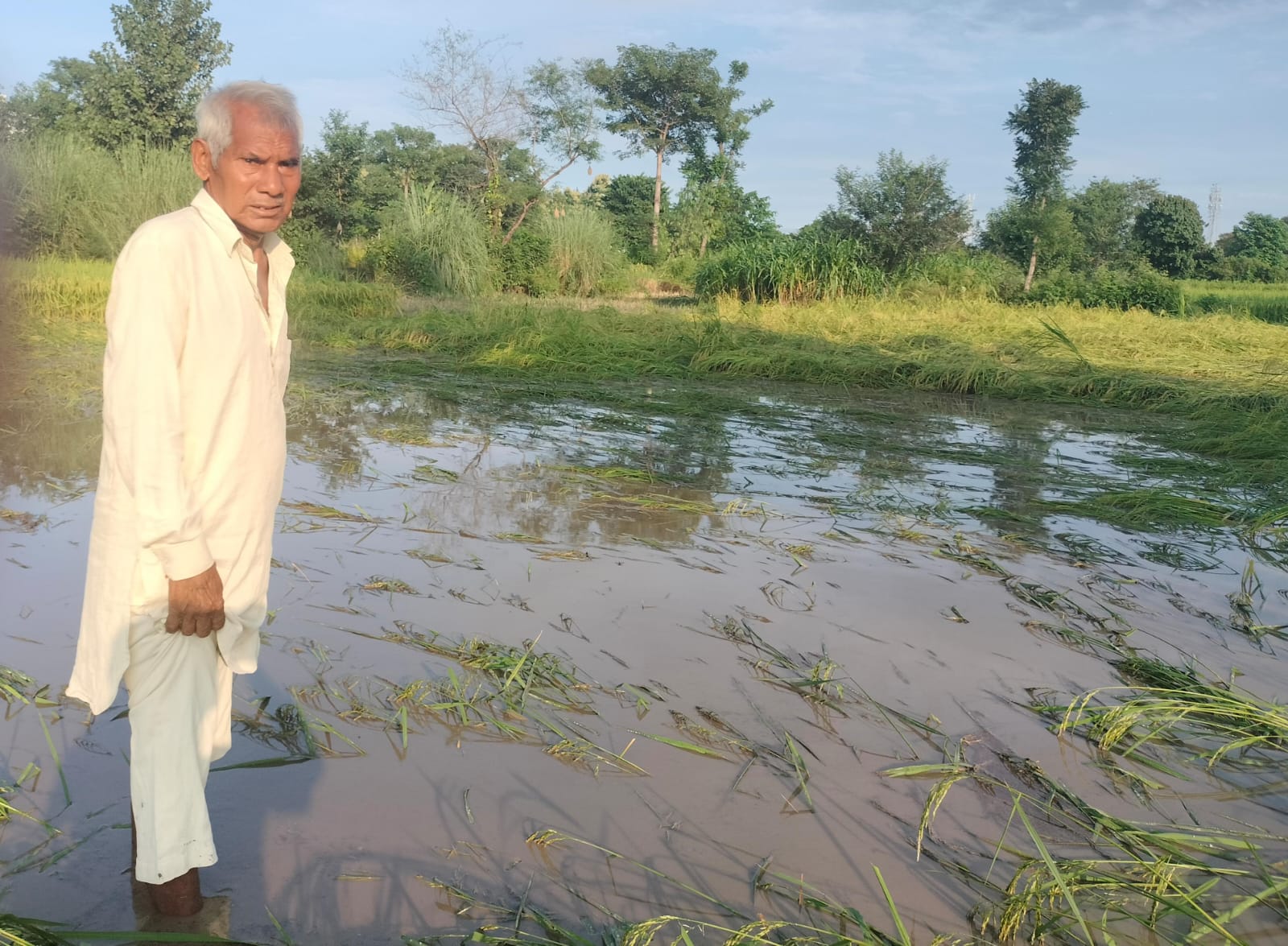 पुरुवाला के दोपहरिया खड्ड ने फिर बरपाया कहर , धान की फसल बर्बाद