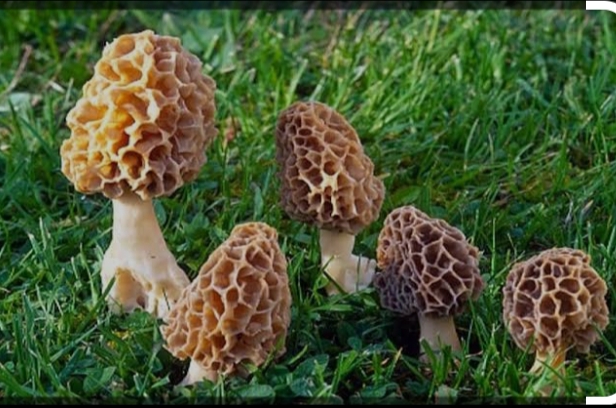 दुनिया की सबसे महंगी सब्जी ‘गुच्छी’ अब पहाड़ों पर ही नहीं, घर पर उगाए