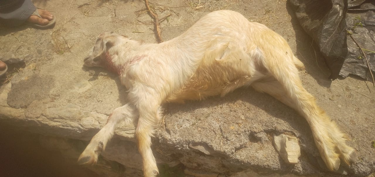 आंज भोज में फिर तेंदुए का आतंक,  दिन दिहाड़े बकरे को मार डाला