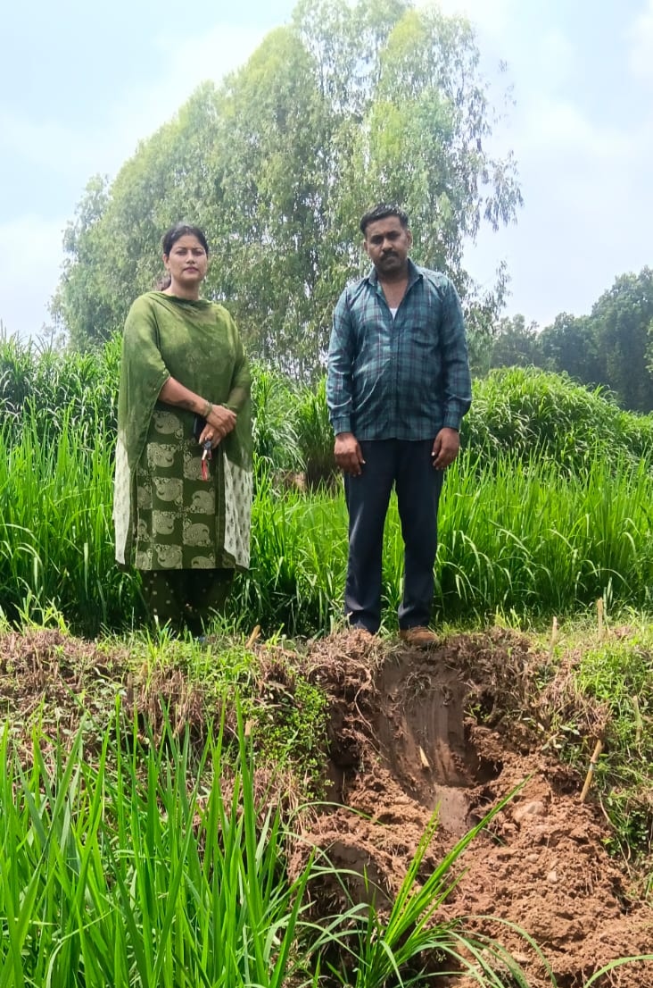 पांवटा के घुतनपुर गांव में रात को हाथी ने मचाया उत्पात, धान की फसल को किया बर्बाद
